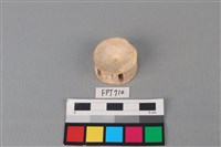 藏品(鯊魚骨)的圖片