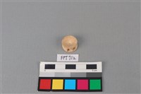 藏品(鯊魚骨)的圖片