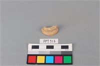 藏品(鯊魚骨)的圖片