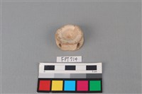 藏品(鯊魚骨)的圖片