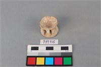 藏品(鯊魚骨)的圖片