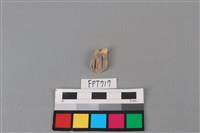 藏品(鹿骨)的圖片