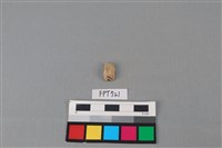 藏品(鹿骨)的圖片