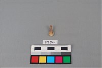 藏品(鹿骨)的圖片