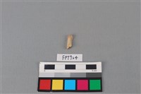 藏品(鹿骨)的圖片