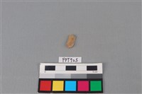 藏品(鹿骨)的圖片