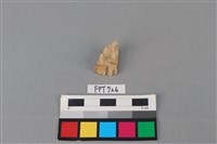 藏品(鹿骨)的圖片