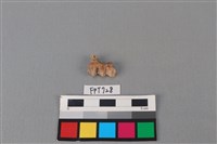 藏品(鹿骨)的圖片