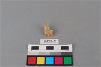 藏品(鹿骨)的圖片