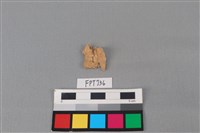 藏品(哺乳類動物骨)的圖片