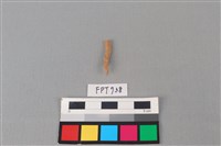 藏品(鯊魚骨)的圖片