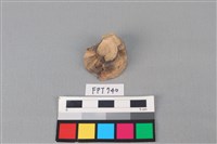 藏品(鯊魚骨)的圖片