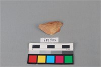 藏品(魚骨)的圖片