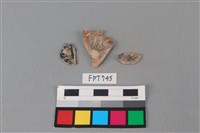 藏品(魚骨)的圖片