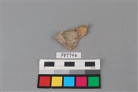 藏品(魚骨)的圖片