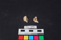 藏品(獸骨)的圖片