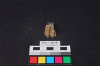 藏品(鹿骨)的圖片