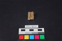 藏品(鹿骨)的圖片