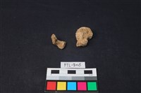 藏品(獸骨)的圖片