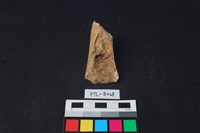 藏品(獸骨)的圖片