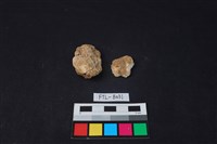 藏品(獸骨)的圖片