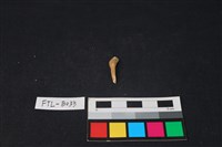 藏品(鹿骨)的圖片