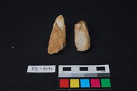 藏品(獸骨)的圖片