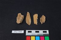 藏品(獸骨)的圖片