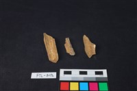 藏品(獸骨)的圖片