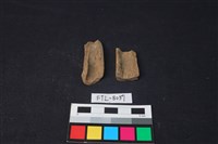 藏品(獸骨)的圖片