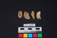 藏品(獸骨)的圖片