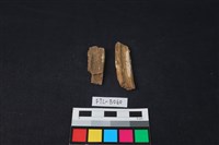 藏品(獸骨)的圖片