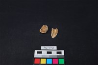 藏品(獸骨)的圖片