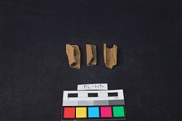 藏品(獸骨)的圖片