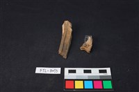 藏品(獸骨)的圖片