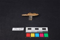 藏品(獸骨)的圖片