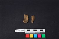 藏品(獸骨)的圖片