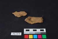 藏品(獸骨)的圖片