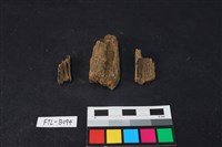 藏品(獸骨)的圖片