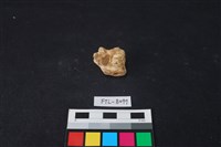 藏品(獸骨)的圖片