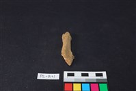 藏品(鹿骨)的圖片