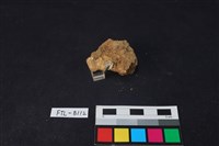 藏品(鹿骨)的圖片