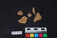 藏品(獸骨)的圖片