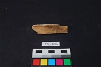 藏品(鹿骨)的圖片