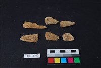 藏品(獸骨)的圖片