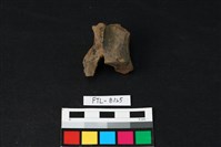 藏品(鹿骨)的圖片