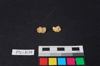 藏品(獸骨)的圖片