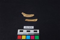 藏品(獸骨)的圖片