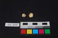 藏品(獸骨)的圖片