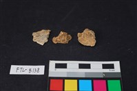 藏品(獸骨)的圖片